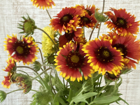 【15本】ルドベキア　あまり馴染みがない、まるで茶色のコスモスのような、茶色のひまわりのような鮮やかな花