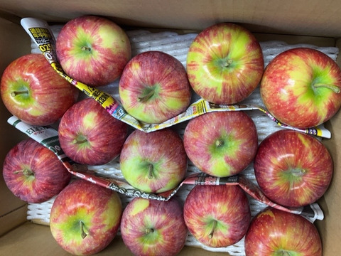 訳有 小玉シナノリップ ３キロ箱 13～15玉