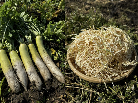 【自然栽培】切り干し大根(宮重大根)200gチャック袋入り