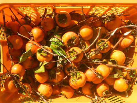 冬をワクワク！干し柿用の柿4ｋ！～農薬/化学肥料・不使用