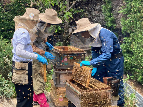 【福袋】はちみつが中からとろ～り♪人気の「ハニーインハニーキャンディ」2袋と、砂糖不使用、はちみつのすっきりした甘さが魅力の「ハニーラテベース」2本の、ホッとひといきセット