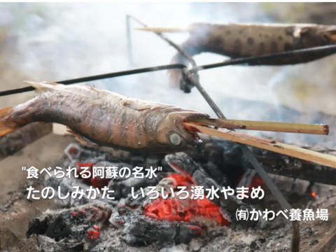 阿蘇から届く!!特大サイズ・ まぼろしの魚・かわべの湧水やまめ(10匹冷凍)