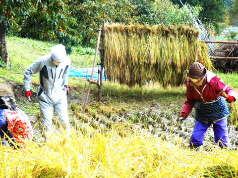 新潟県産の食べ比べセットで【こしひかり】と【恋の予感】と【ひとめぼれ】そして【縁結び】と【新之助】いう新潟県で栽培したお米で、9袋の合計2.8㎏です