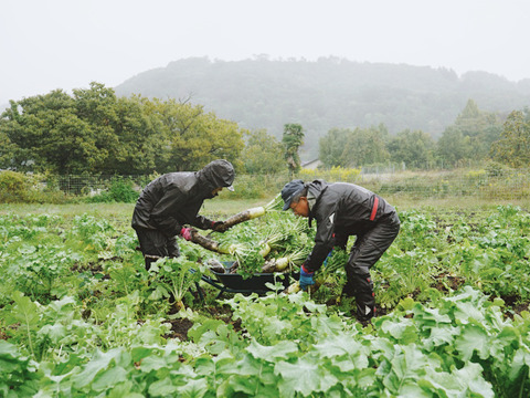 【高原大根】　≪神鍋高原、寒暖差のある地域で育まれた水分・甘みたっぷりの大根≫　兵庫県但馬産「高原大根」（２本）