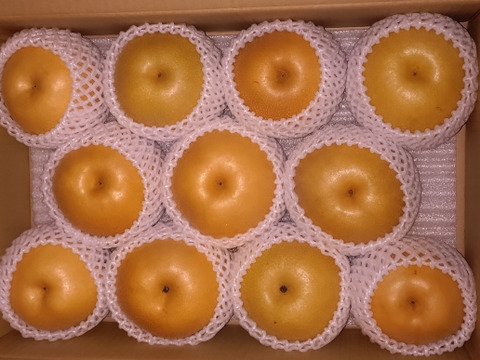 本日最終!【農薬節減】もぎたて!! 梨 訳あり 豊水 5kg(10〜16玉) ご自宅用に!! 5キロ 家庭用