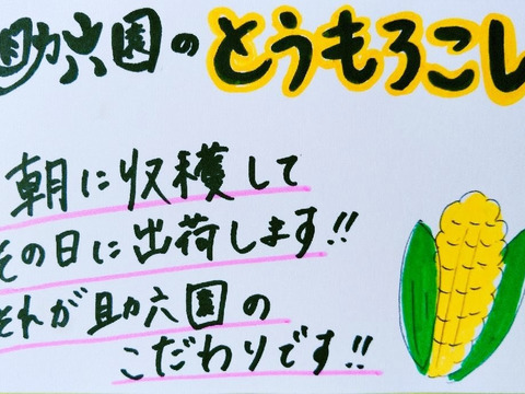 【夏ギフト】朝採り新鮮トウモロコシ『ゴールドラッシュ』１０本セット（４㎏）