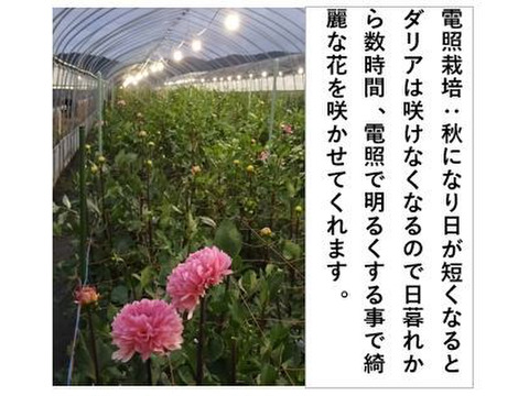 新鮮！綺麗なダリア〈5本花束x４〉