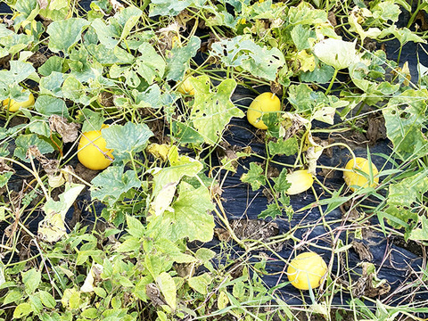 さっぱりした甘さ！岡山県産マクワウリ（約1kg、2～6個）農薬・化学肥料不使用