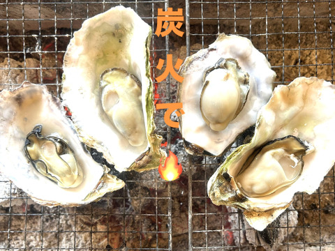 奥能登石川県穴水産　真牡蠣　約２．５キロ殻付き　容器：発泡スチロール　個数（約１５個前後）　里海の恵みで育った、旨味が詰まった美味しい真牡蠣（加熱用）