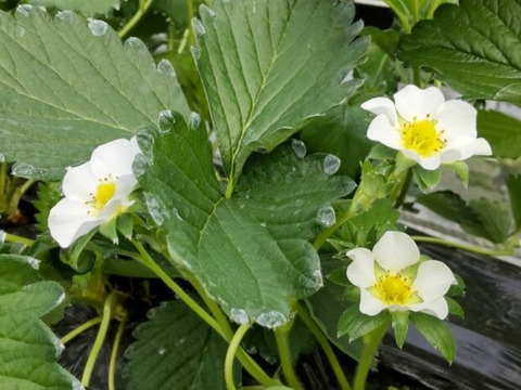 三拍子そろった美味しさ！いちご品種：❝よつぼし❞ 300g以上ｘ2ｐ