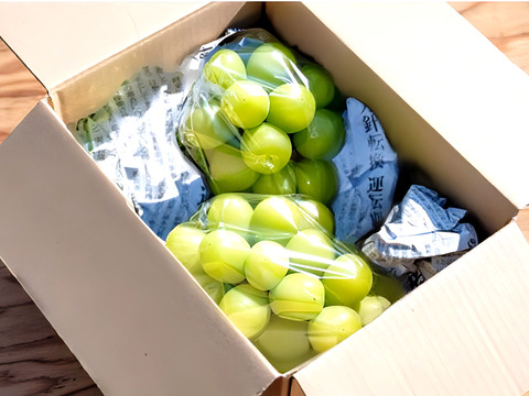 【すぐ出荷】まだ間に合う！朝採れ直送・旬の甘さ！秋限定シャインマスカット（600g×2房入り）【敬老の日ギフト】【朝市限定】