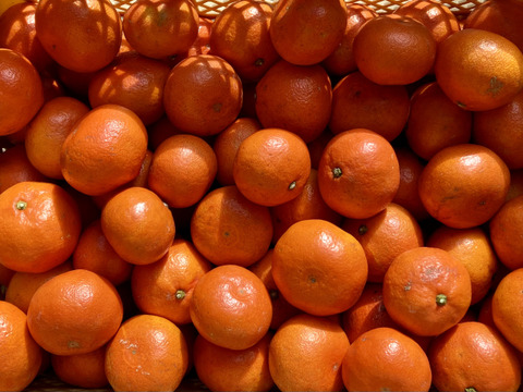 【期間限定・食べ比べ】　バラエティーセットB　（尾崎温州・小原紅早生）　３kg