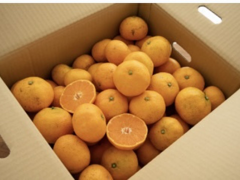 清水果樹園の蔵熟みかん9.5k
熟成されたみかん味わってください