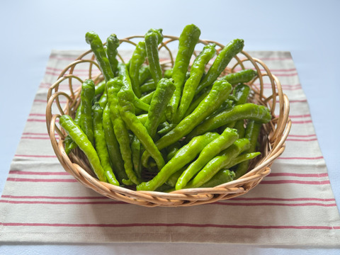 やさしい甘とう。伏見甘長とうがらし/約1kg(茨城県産)