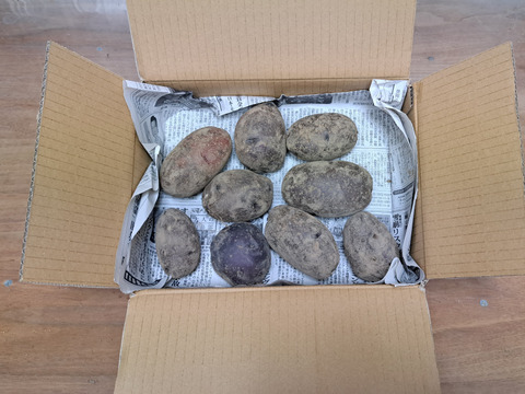 ホクホクなのに粘質感も！深い甘みのジャガイモ「タワラマゼラン」１Kg【栽培期間中農薬、化学肥料不使用】