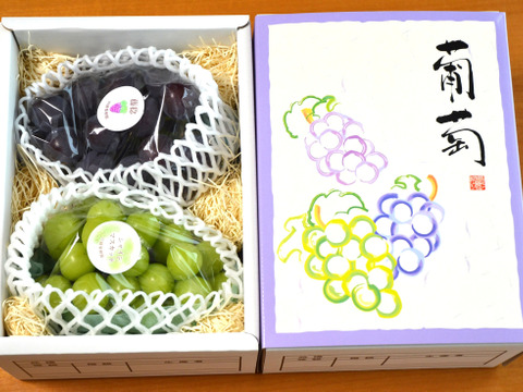 🌟彩り鮮やかぶどう2房《シャインマスカット&藤稔》《季節のギフトに最適》【高級化粧箱入り·計1,2kg程】【北九州市ふるさと納税返礼品にも出品中】