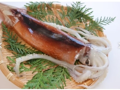 【限定】急速冷凍スルメイカ