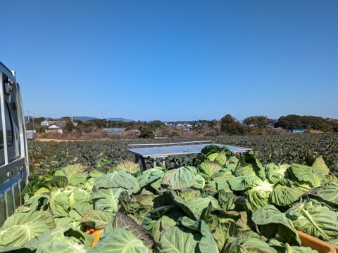 ともちゃん厳選！春の野菜セット