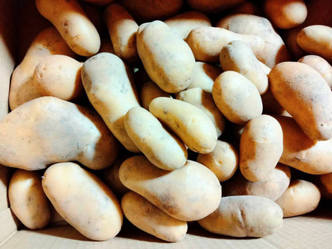 やっちゃん農園の訳ありじゃが芋 （メークイン）10キロ