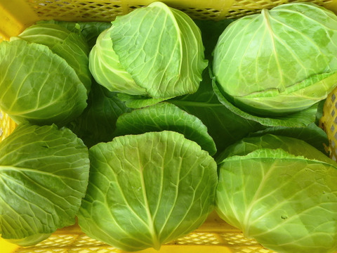 【夏ギフト】う～ん甘い！採れたて＊キャベツ5個～農薬/化学肥料・不使用