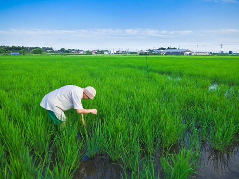 【令和６年新米】<特別栽培米> 甘み際立つコシヒカリ「かもまい」５分づき米（約4.5kg）