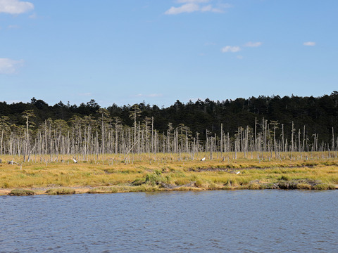 【ゲン担ぎ福袋】【福袋】ワイズユースの湿地の恵みセット①北海道根室市温根沼産カキ（2L：10個）・豆アサリ1キロ