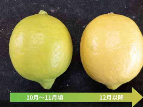 【食べて実感！まろやかな酸味】農薬最小限の鴨川レモン 秀品3kg