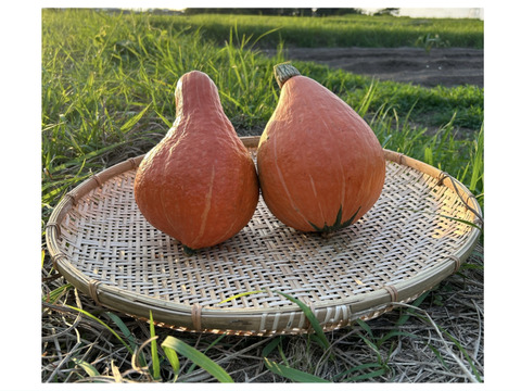 ねっとり甘味！【固定種 打木赤皮甘栗南瓜】合計約3kg(2玉入)