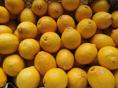 酸っぱいだけじゃない！甘味も感じる広島県大崎下島産 特別栽培レモン8キロ