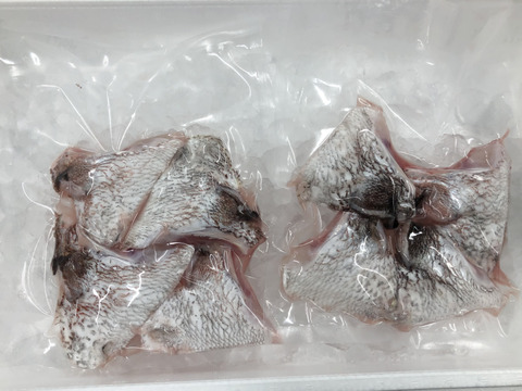 【定番商品】真鯛の皮無しロイン1尾分（刺身用）550g分（冷蔵）カマ付2pc 8個入り　原魚サイズ1.7kg   皮なし骨無し加工