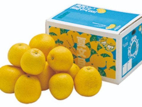 【ギフト用5kg】夏文旦　濃厚でジューシー！潮風を浴びた南国高知県育ちの夏文旦　柑橘みかん　オレンジ