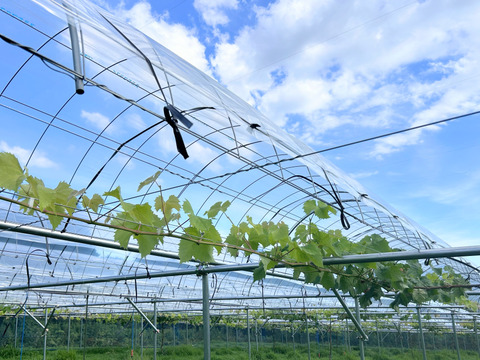 【今季最終】訳あり・ピオーネ🍇  約1.8kg【岡山県産】種なしぶどう【ニューピオーネ】