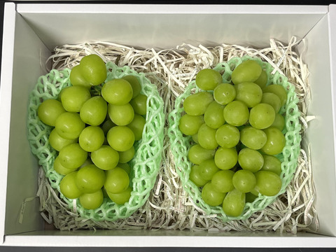 【先行予約】【 贈答用 】パリッと食感の高糖度タネ無しシャインマスカット！　1kg〜1.2kg  2房　/静岡市　 Mando Farm 直送　9月中旬〜10月発送