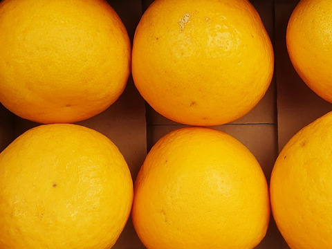 【自然栽培】今シーズン最終 家庭用   黄色かぼす　 ポン酢など利用できます 5Kg