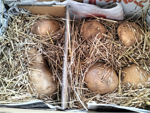 【自然栽培】旬の新じゃがいも　４Kg