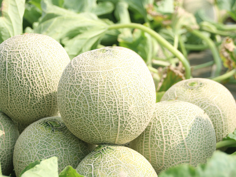 【茨城県鉾田市産】メロンの王様！イバラキング【特秀】4玉