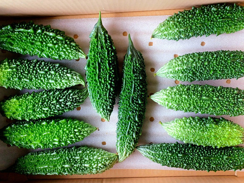 猛暑！スッキリパワー！ゴーヤ20本～農薬/化学肥料・不使用