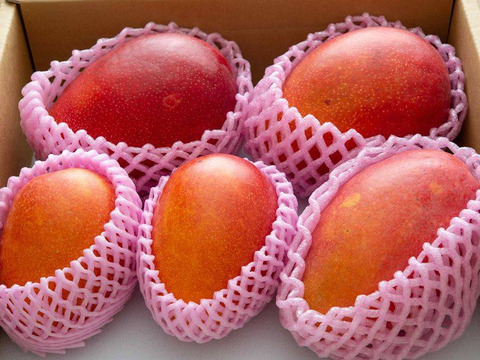 南国の太陽をたっぷり浴びて育ったとろける甘さのアップルマンゴー『アルメゴールド』