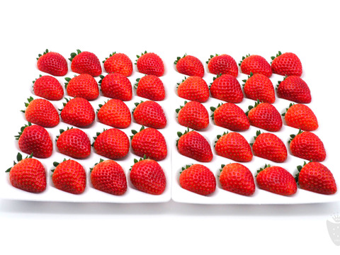 あま〜い♡がギュッとつまった新品種『とちあいか』3箱12パック(1箱で満足1,4kg以上)