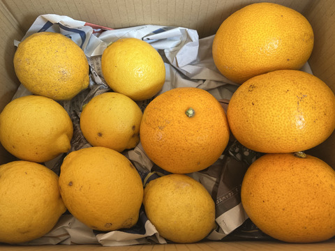【農薬不使用】無選別レモン1kg&八朔2kgセット