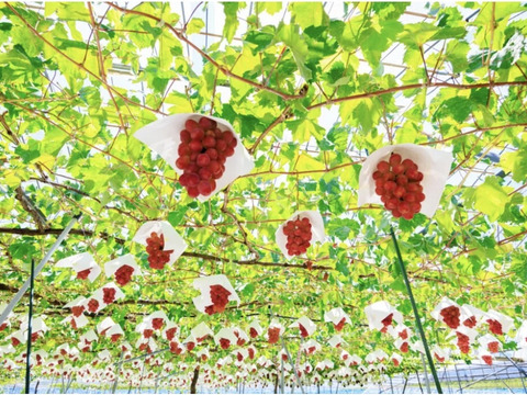 【山梨オリジナル新品種】農家直送サンシャインレッド2房1kg以上　優秀品 山梨県産 最高級赤ぶどう「サンシャインレッド」2房入り1kg