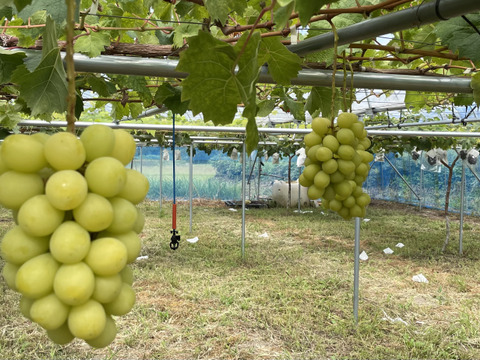 山形県産　シャインマスカット　3〜4房（約2キロ）【ご家庭用】