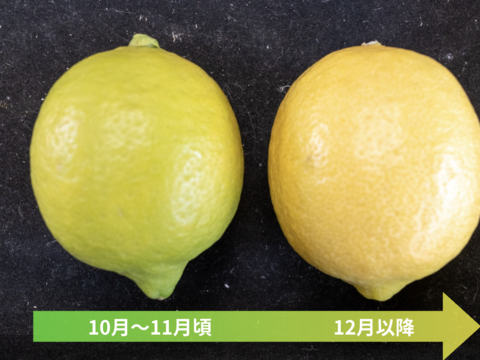【食べて実感！まろやかな酸味】農薬最小限の鴨川レモン B品5kg