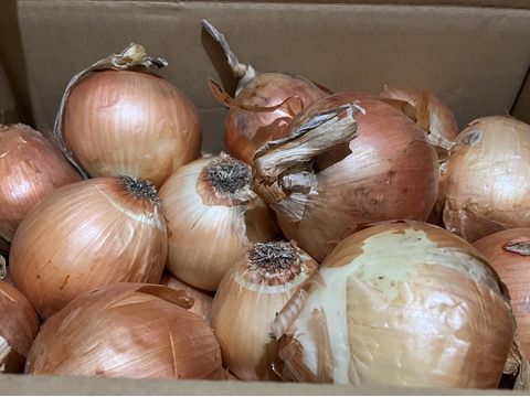 【特別価格】【訳あり】淡路島産玉ねぎ5kg