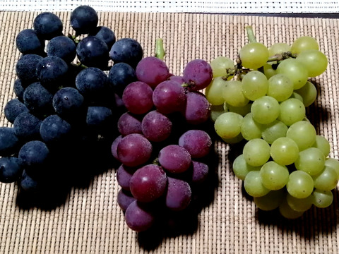 ✨🍇第一弾　2024ぶどう3種食べ比べセット🍇✨
　　　紅伊豆　・　ハニービーナス　・　巨峰
【ご家庭用・中房各１房入・計約1.3㌔位入】
