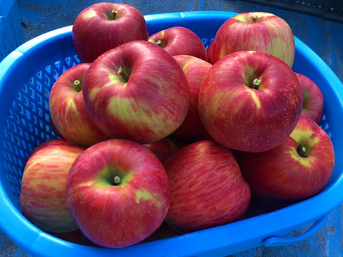 【送料無料】 あま～くてジュ～シ～な大人気りんご！ 綺麗な 葉とらず シナノスイート  5キロ箱 14～18玉