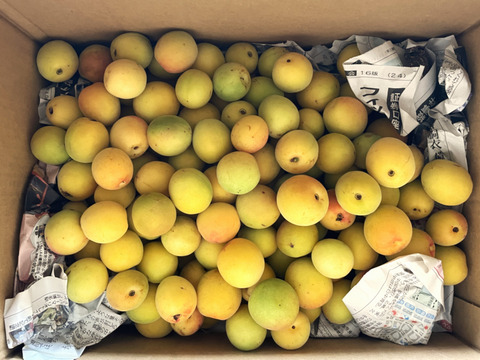 【順次発送】宮城県産 中熟 黄梅 2kg～ 梅干し 梅シロップ 梅ジャム等にオススメ♪  栽培期間中農薬・除草剤・化学肥料不使用 お好みの熟し具合で加工を楽しめます