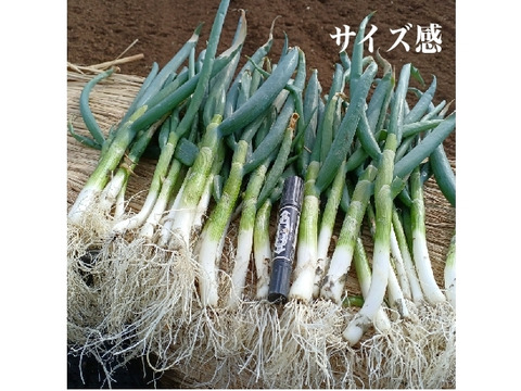 ✅【料亭用】✅【春の葉ネギ】【10%以上増量❗️❗️】通常1,8kg入りを→【2kg】に増量(S/M/Lサイズ混合)40～50本前後2,480円→1,480円✨信州産✨【特別栽培】✨【無消毒栽培】