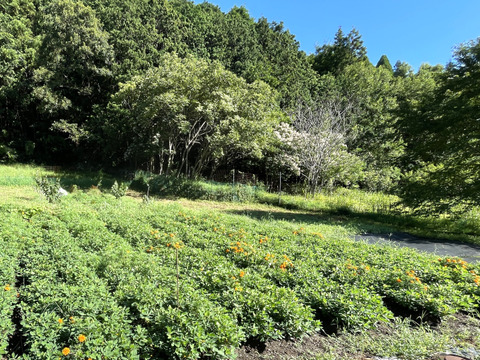 生落花生「おおまさり」（茹で落花生用） 群馬県産  500 g