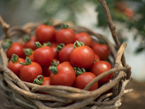 【たいせつなトマト】トマトジュース6本と生のミディトマト650g3袋のセット